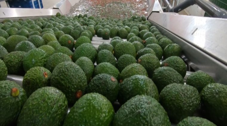 Recibe EU las primeras 210 toneladas de aguacate Hass de Jalisco