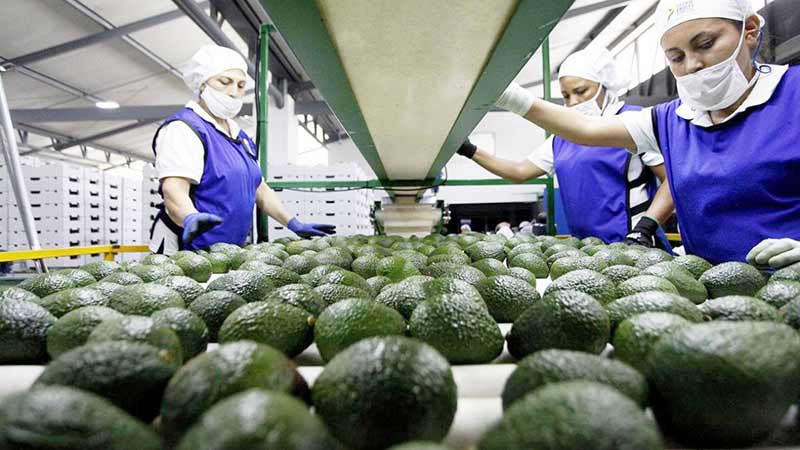 De los envíos de aguacate mexicano, 86% va a EU